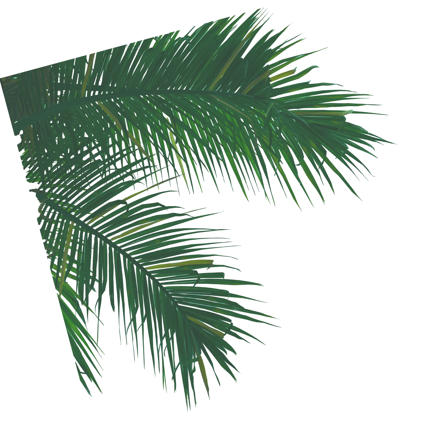 Palm