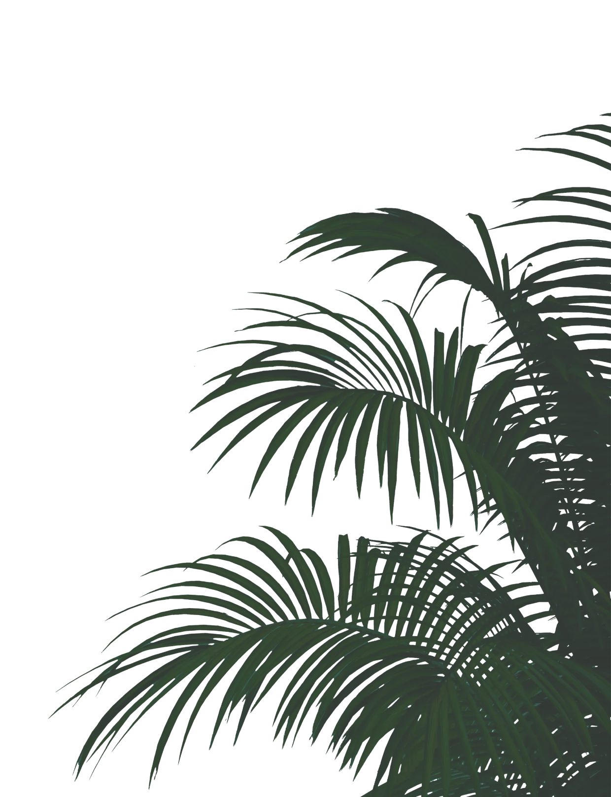 Palm